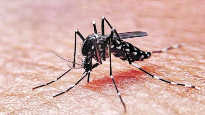 Prevención del dengue: controles en 9 de Noviembre