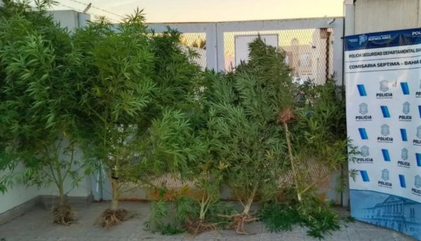 Un allanamiento por una moto robada, terminó con el secuestro de 14 kilos de marihuana