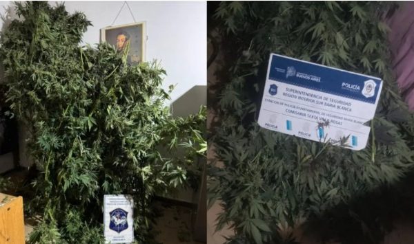 Incautaron dos grandes plantas de marihuana durante un allanamiento