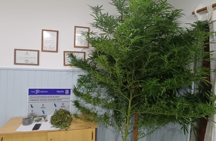 Un detenido y el secuestro de marihuana durante un allanamiento
